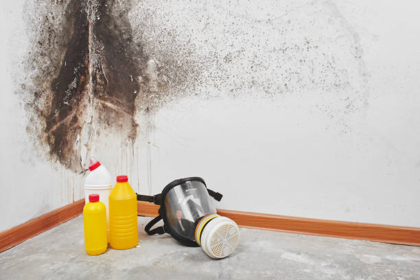 Best Certified Mold Removal  in Mowbray Mountain, TN