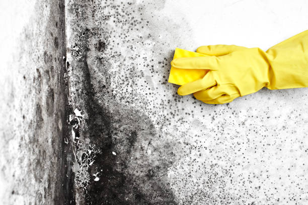 Best Mold Cleaning Services  in Mowbray Mountain, TN