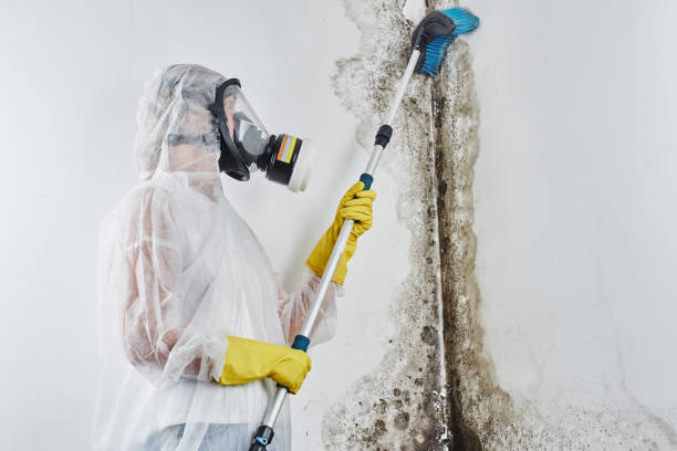 Best Black Mold Removal  in Mowbray Mountain, TN