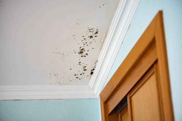 Best Emergency Mold Removal  in Mowbray Mountain, TN