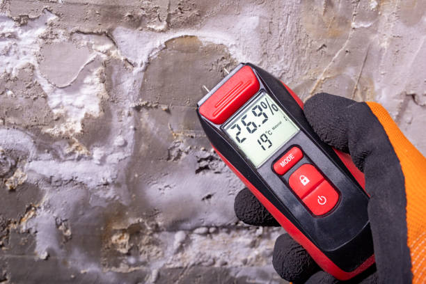 Best Mold Damage Repair  in Mowbray Mountain, TN