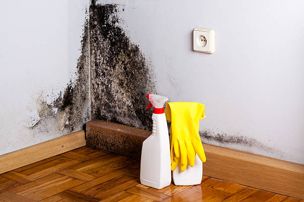 Best Professional Mold Removal  in Mowbray Mountain, TN